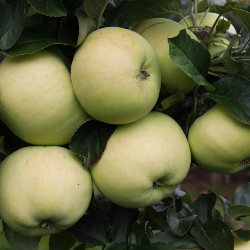 Heritage fruit trees