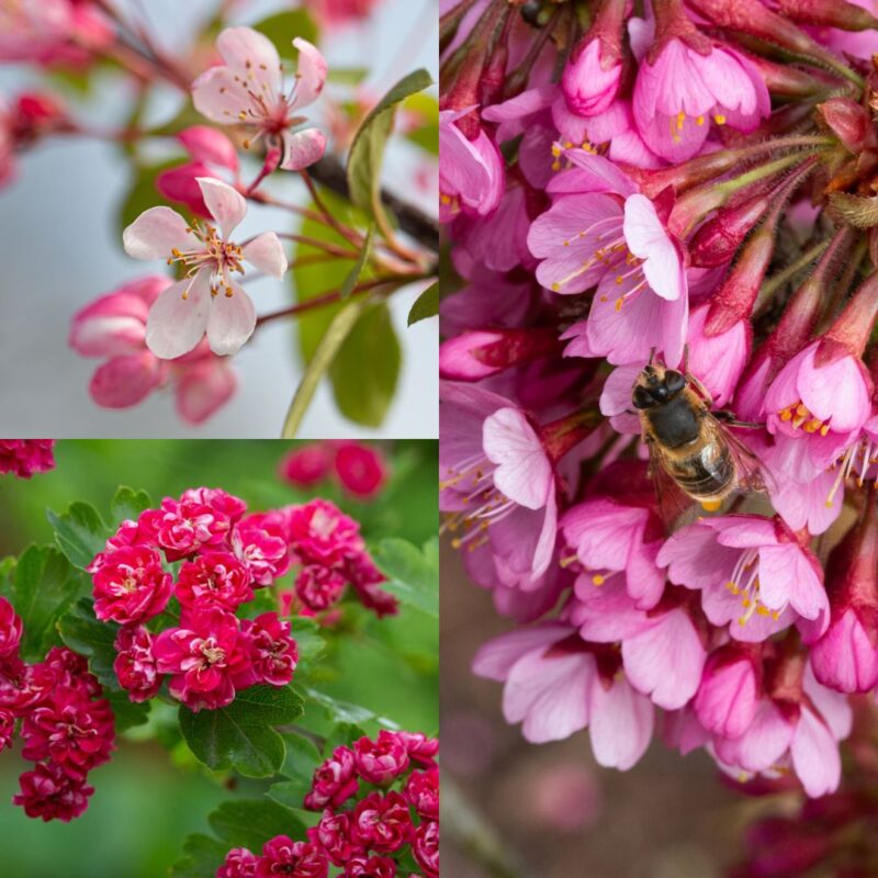Fruit and Ornamental Trees for Sale