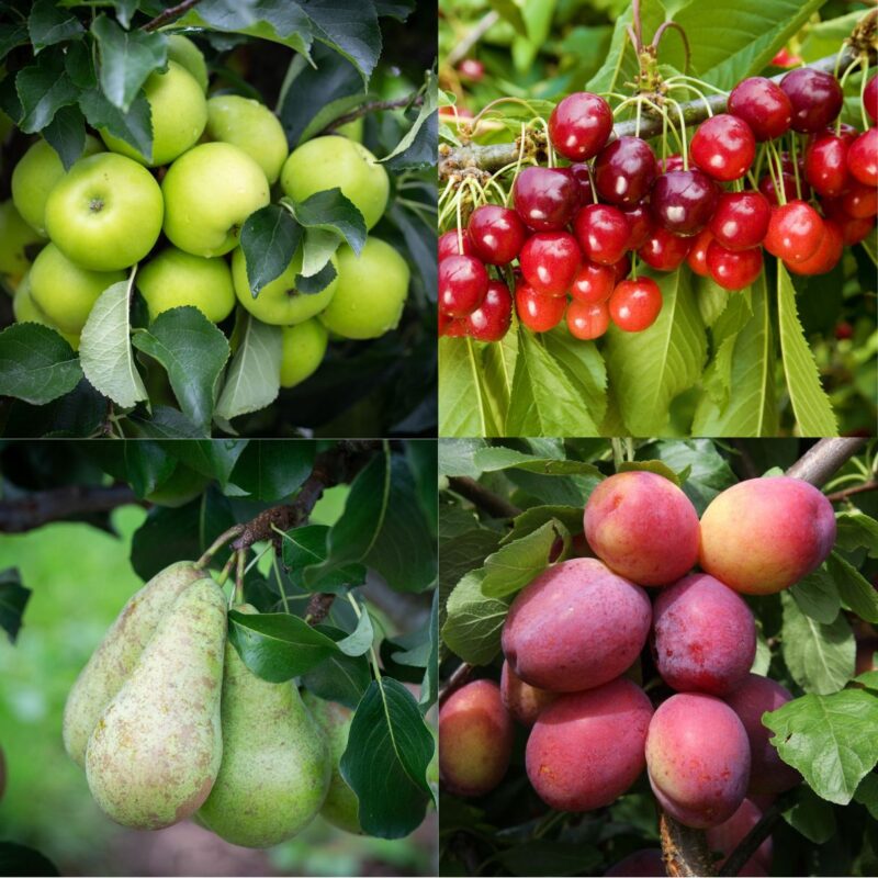 Mixed Orchard Collection