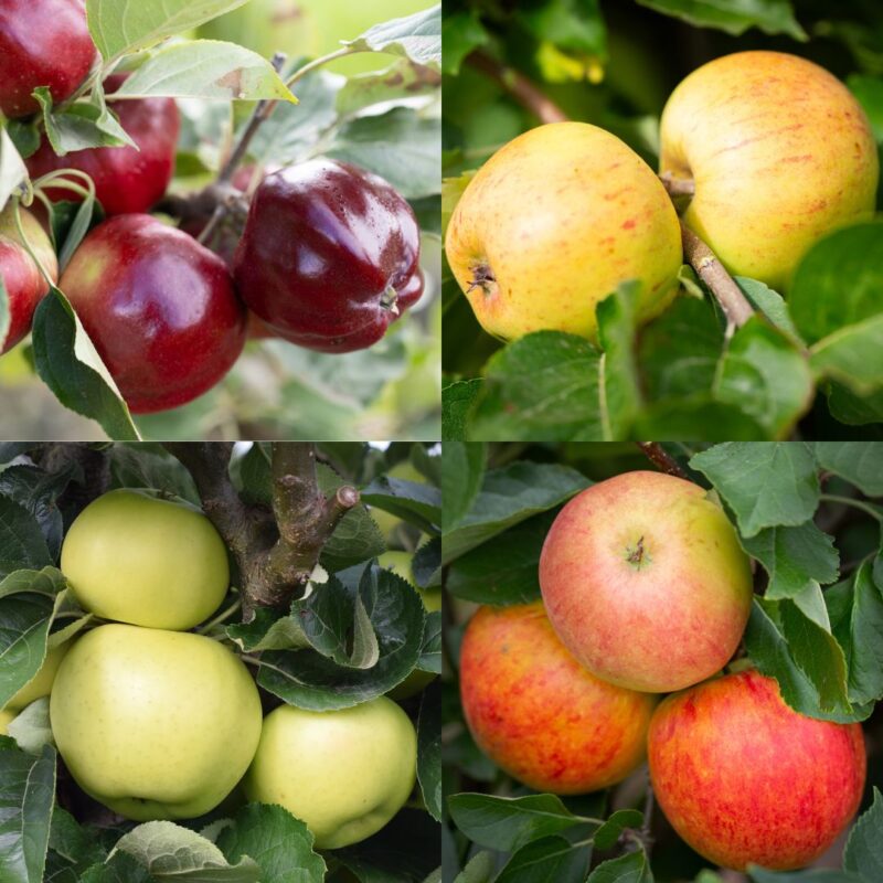 Scottish Apple Tree Collection
